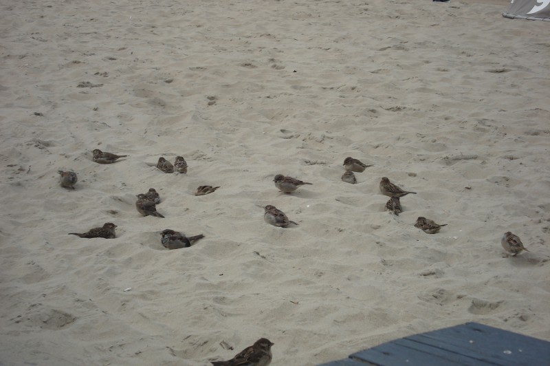 minicamper-bloemendaalaanzee