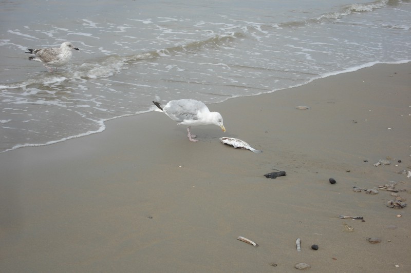 minicamper-bloemendaalaanzee