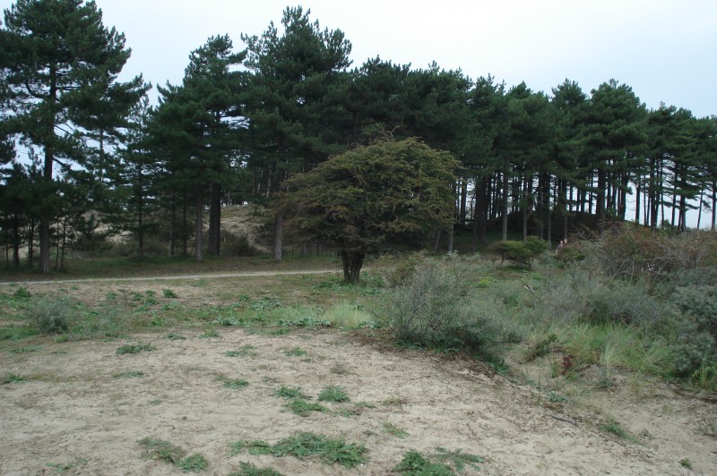 minicamper-bloemendaalaanzee