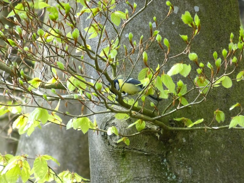 minicamper-appelscha2017-06