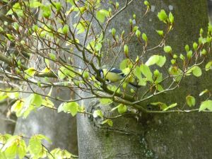 minicamper-appelscha2017-06