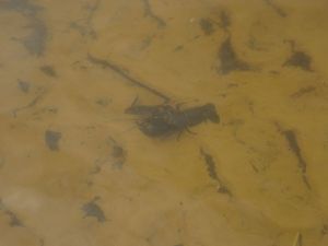 minicamper-bad_bentheim2017-09