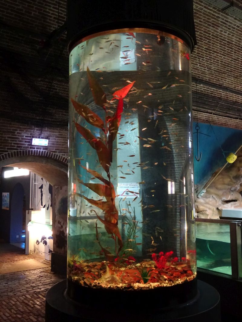 minicamper-callantsoog2017-19