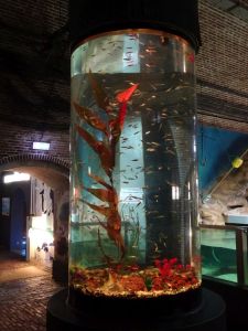 minicamper-callantsoog2017-19