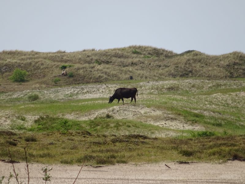 minicamper-callantsoog2017-52