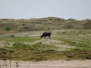 minicamper-callantsoog2017-52