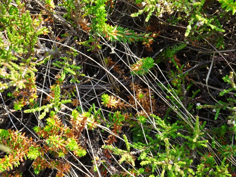 minicamper-callantsoog2017-56