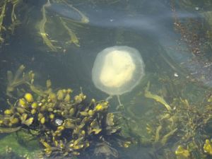 minicamper-kluithoek-zeeland-24