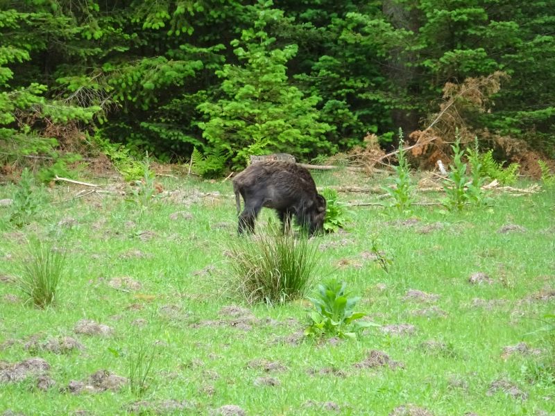 minicamper kamperen kootwijk zanderdennen