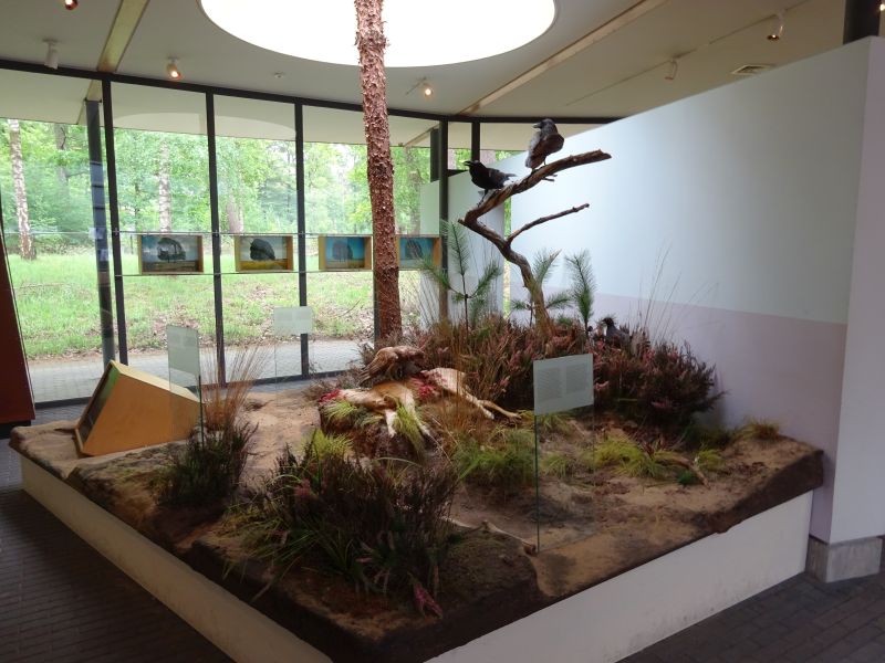 minicamper kamperen kootwijk zanderdennen