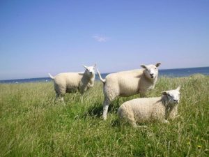 texel waddeneiland de razende bol